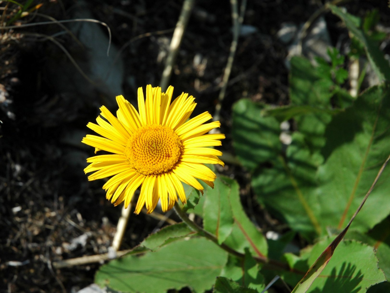 Xerolekia (=Telekia) speciosissima / Erba regina